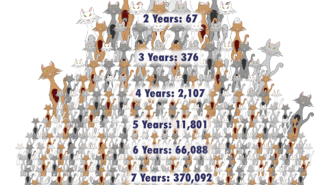 cats multiply pyramid