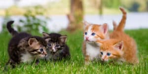 featured four little kittens in garden