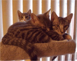 Boo-Boo, Peanut, and Pinky as kittens – siblings together