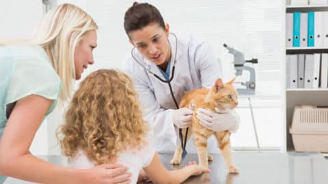 featured does my cat need to see the vet