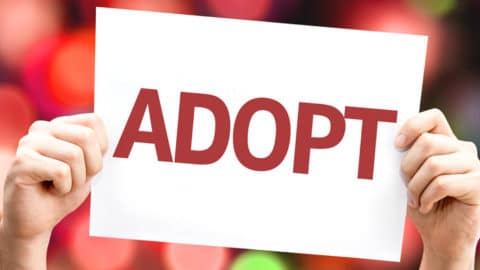featured adopting a cat