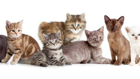 featured choosing a kitten