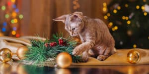cats and holidays
