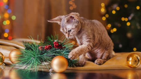 featured holidays and cat dangers