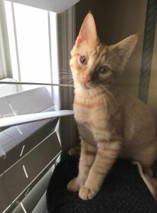 Baby Simba broke the blinds Baby Simba broke the blinds