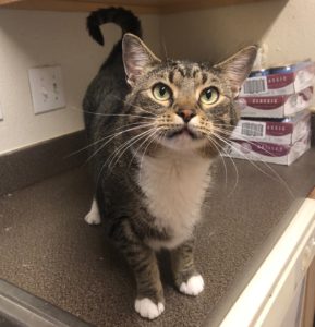 simonlittlehelper multiple cat life isn't for everyone