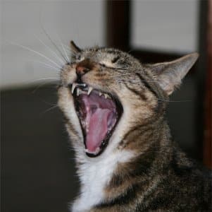Tabby cat yawning with mouth wide open Tabby cat yawning with mouth wide open