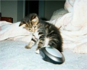 Why Cats Knock Things Off Tables Why Cats Knock Things Off Tables