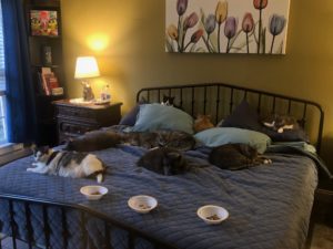 my multi cat household