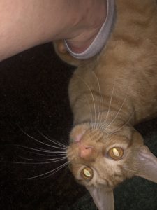 why does my cat take my socks