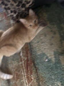 why does my cat steel my socks
