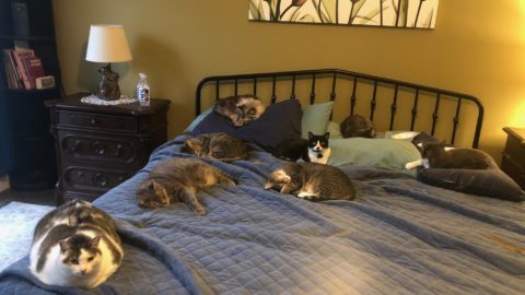 lazycatbehavior scaled