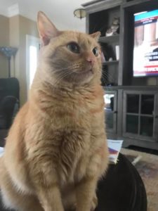 separation anxiety in cats