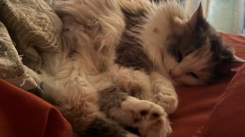 sweetie sleeping after daily routine