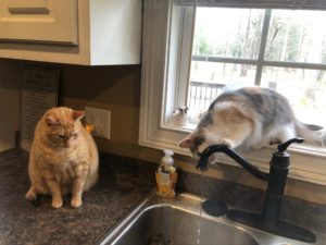 sweetiepieandrosie x