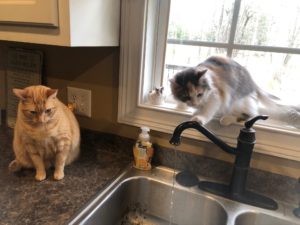 sweetiepieandrosie x