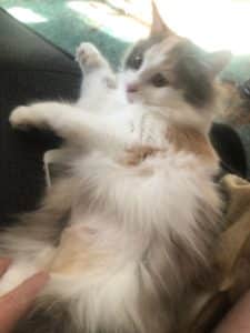 cats show love in their own way