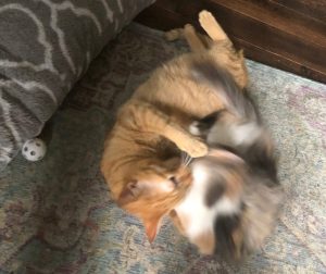 is this Playing or Fighting is this Playing or Fighting