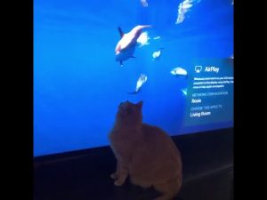 Are cats just jerks? Are cats just jerks?
