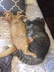 Adopting Adult Cats Adopting Adult Cats