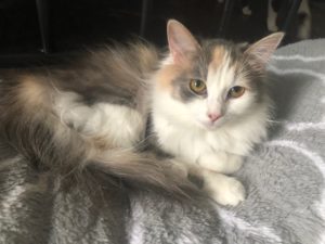 cats making biscuits kneading