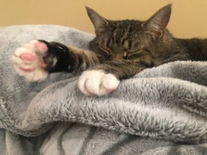 Simon's PURRfect bean toes