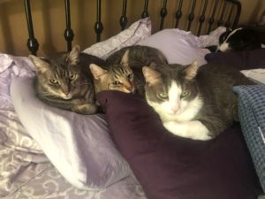 The bed gang - no peeing here!