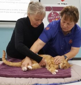 ChestCompressionsOnCaseyPic