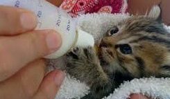 bottlefeeding e