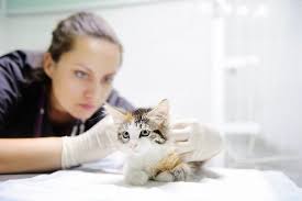 kittenatvet