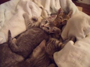 these found kittens were turned in to a rescue