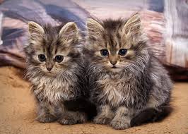 sweetkittens