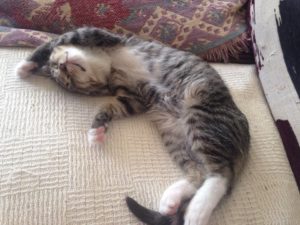 shhhbabysimonsleeping shhhbabysimonsleeping