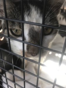 BE E ED A A EE DC EE D CC rotated