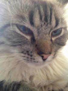 Swollen cat ear caused by hematoma