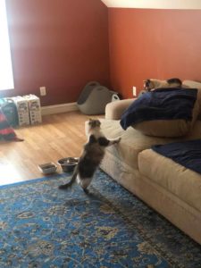 sweetipiecurious x adding a cat to the household can cause stress