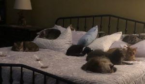 ritasbed Multi-Cat Households may not share resource with their humans!