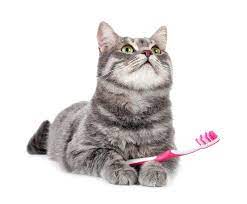 brushingyourcatsteeth