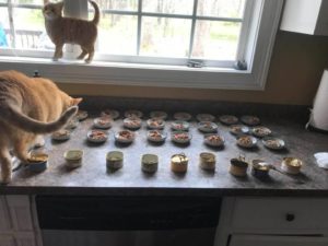 feedingmycats Merging Cat Households