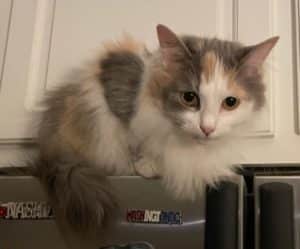 stop unwanted cat behaviors