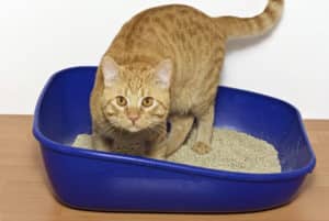 Litter Box Avoidance and FLUTD