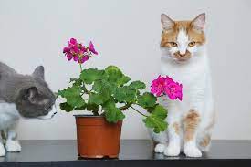 catsandplants
