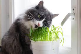 catsoncatnip