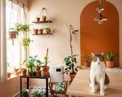 plantplacementwithcats