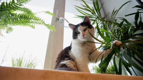 catswithplants