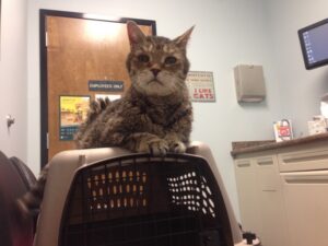 IMG concerning cat behaviors