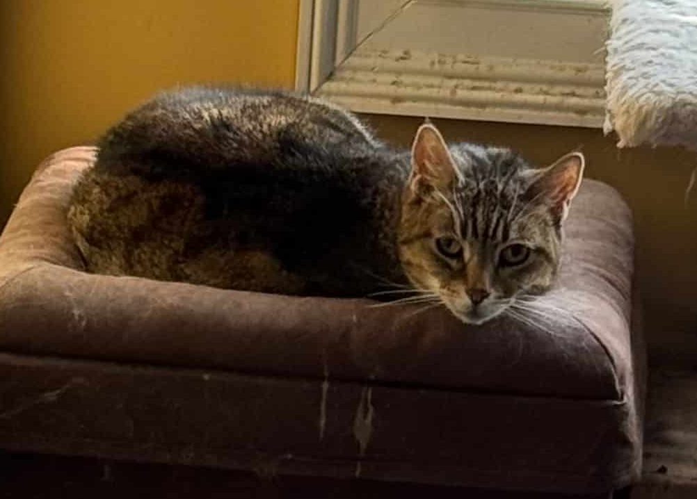 Brownie, a beloved member of Rita Reimers’s feline family