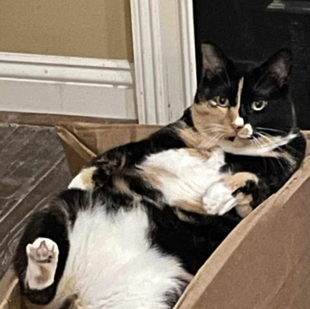 Picasso, a beloved member of Rita Reimers’s feline family