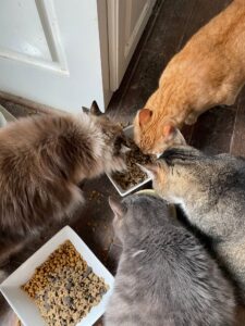 thereimerscats scaled