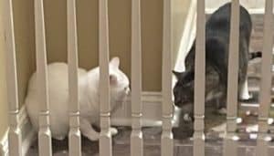 my cats still hate each other